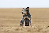 BOUVIER AUSTRALIEN 249